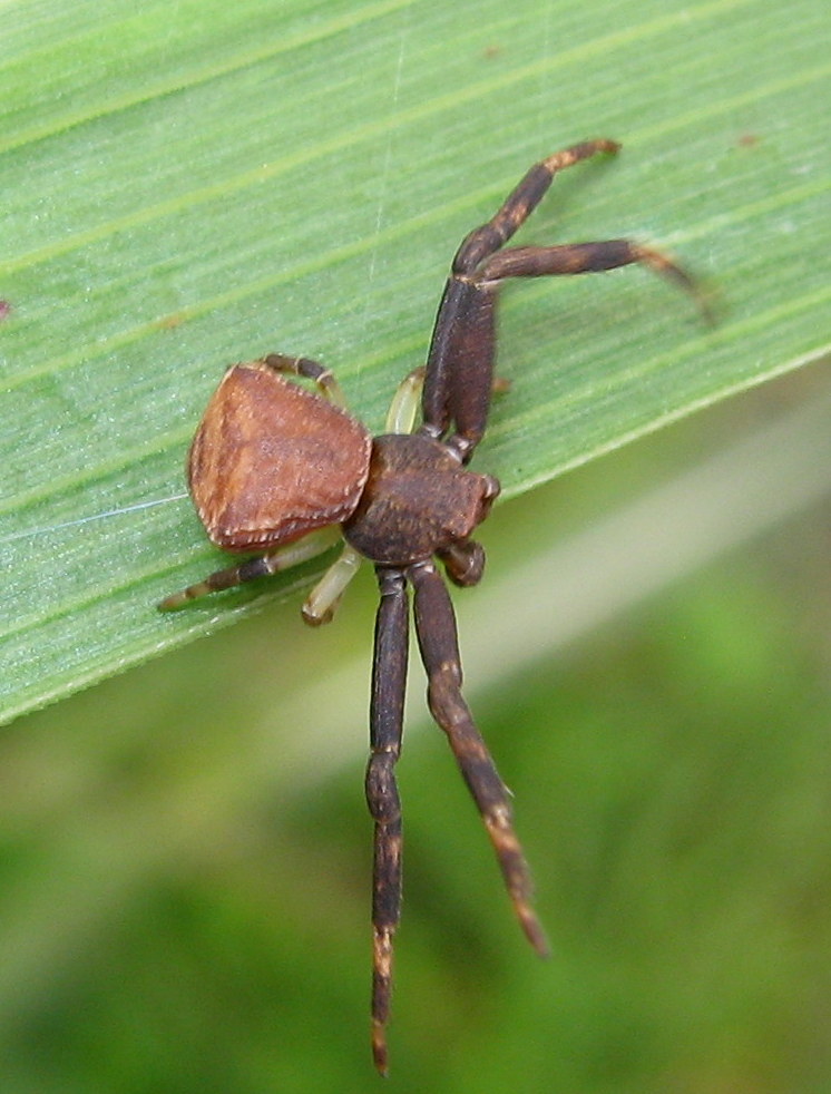 Pistius truncatus (maschio subadulto) - Lughignano (TV)