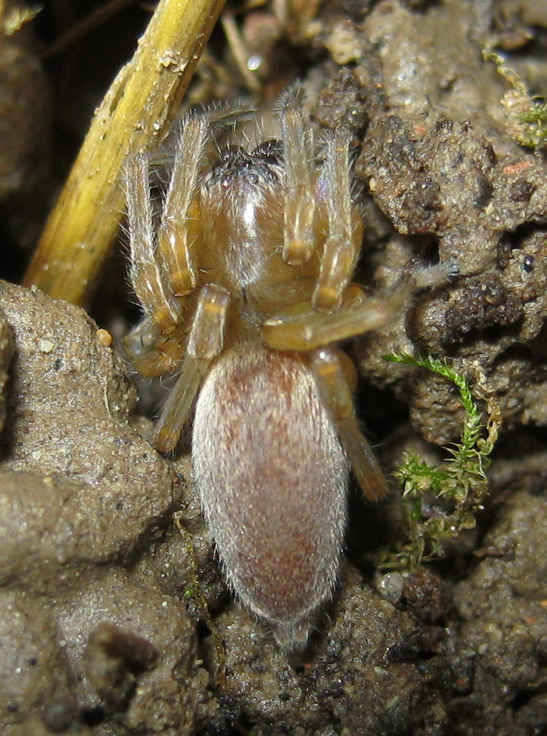 Clubiona sp.