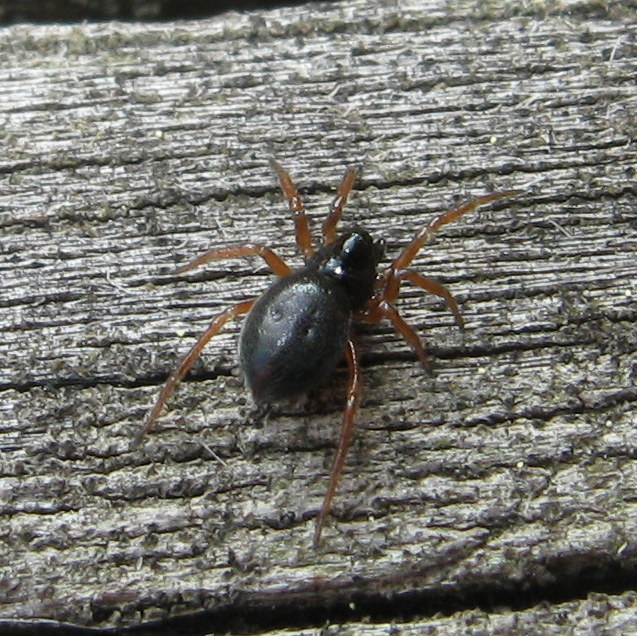 Linyphiidae - Treviso (TV)