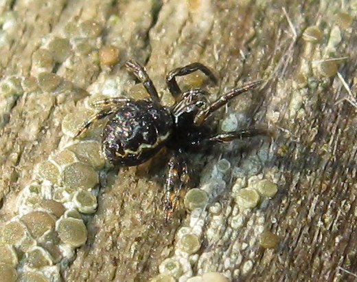 Giovane Nuctenea sp. - Treviso (TV)