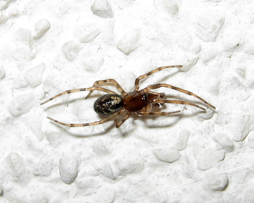 Enoplognatha cfr mandibularis - Treviso