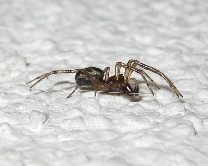 Enoplognatha cfr mandibularis - Treviso