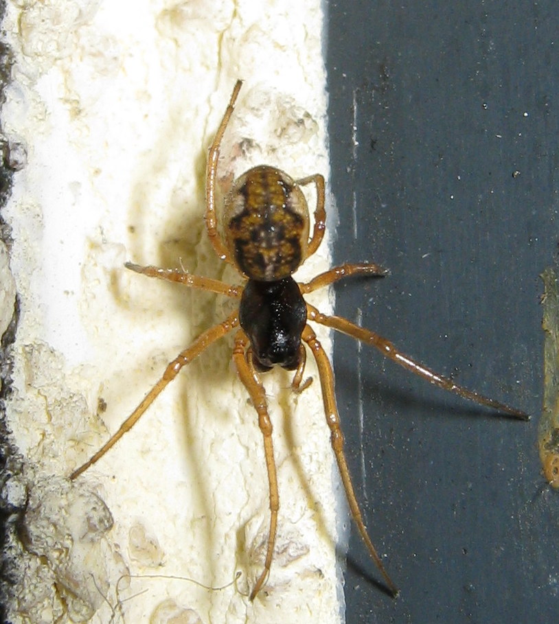 Neriene sp? No. Pachygnatha degeeri - Treviso (TV)