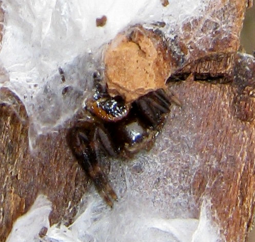 Synema globosum - Lughignano (TV)