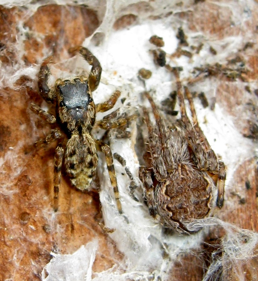 Larinioides patagiatus e Marpissa muscosa - Lughignano (TV)