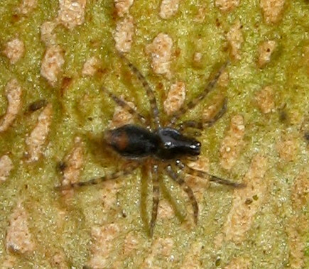 Hahnia sp? No. Giovani Textrix sp. (Agelenidae) - Treviso