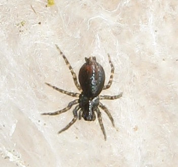 Hahnia sp? No. Giovani Textrix sp. (Agelenidae) - Treviso