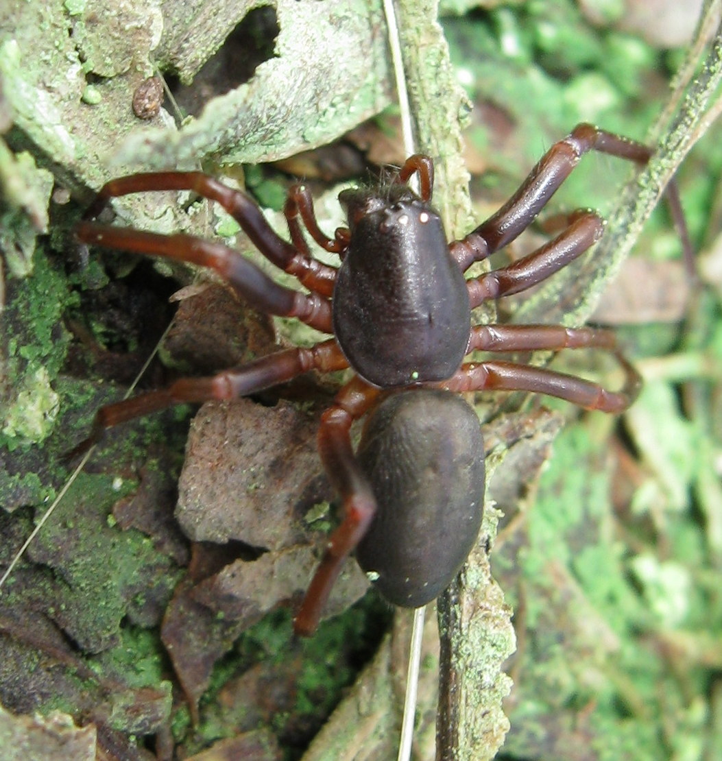 Cetonana laticeps - Lughignano (TV)