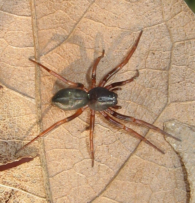 Cetonana laticeps - Lughignano (TV)