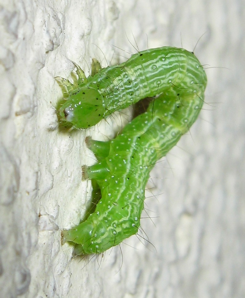 ID bruco - Cfr. Chrysodeixis chalcites