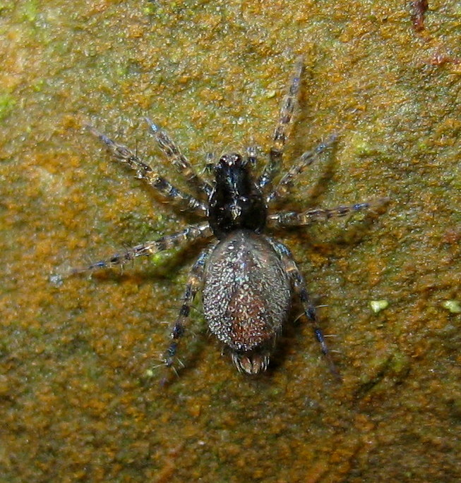 Hahnia sp? No. Giovani Textrix sp. (Agelenidae) - Treviso