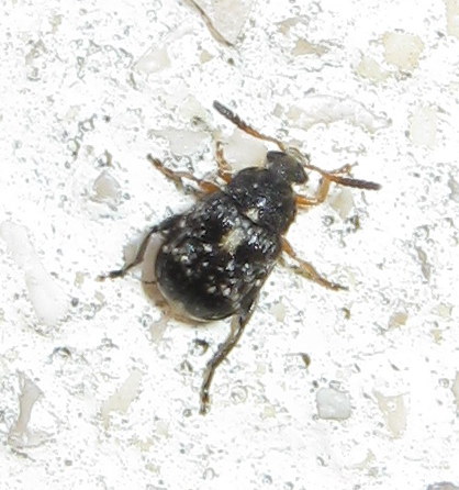 Bruchus cfr. rufipes (= luteicornis)