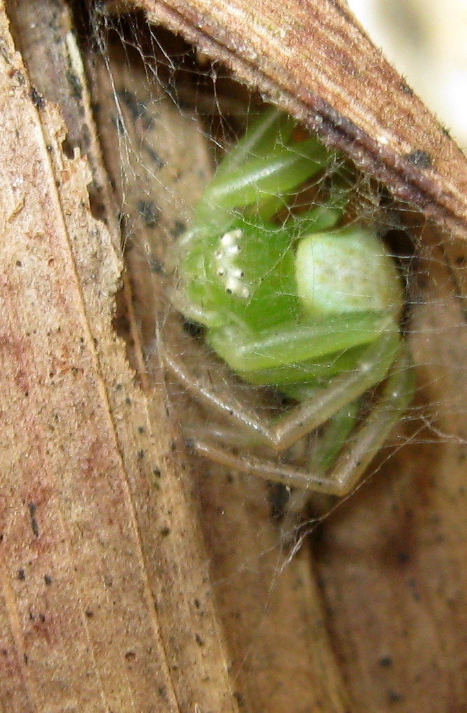 Ebrechtella tricuspidata - Lughignano (TV)