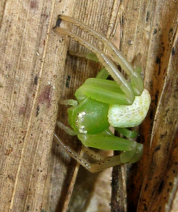 Ebrechtella tricuspidata - Lughignano (TV)