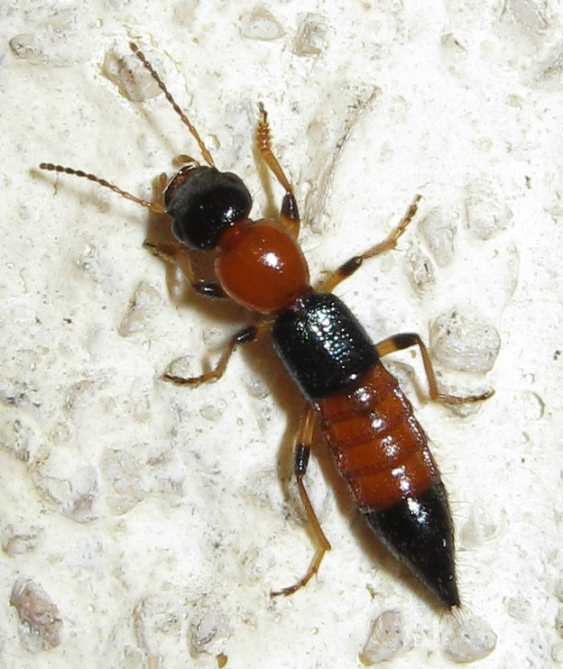 Staphylinidae da id