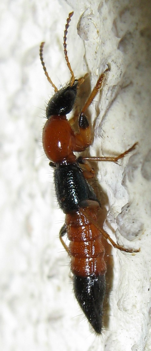 Staphylinidae da id