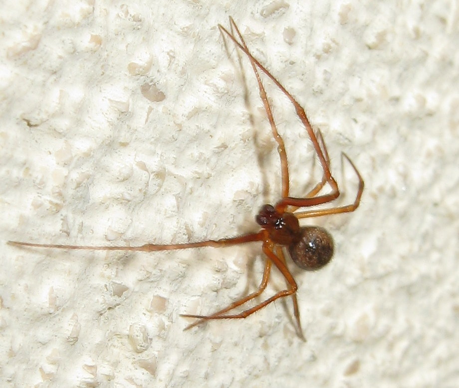 Parasteatoda tepidariorum - Treviso (TV)