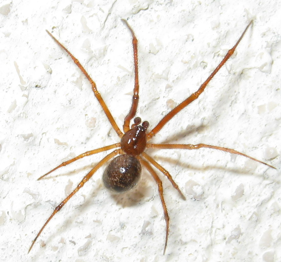 Parasteatoda tepidariorum - Treviso (TV)