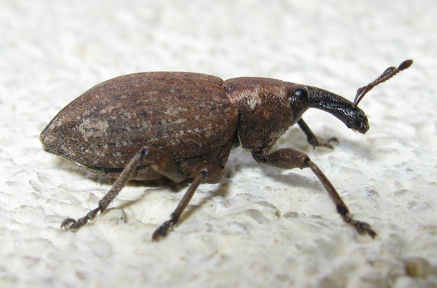 Curculionide da id: Lepyrus sp.