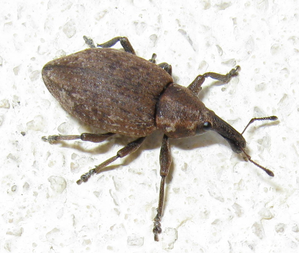 Curculionide da id: Lepyrus sp.