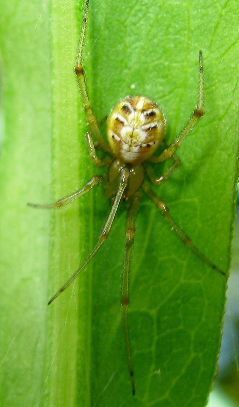 Phylloneta sp. - Treviso (TV)