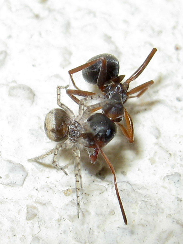 Oecobius maculatus preda formica - Treviso (TV)