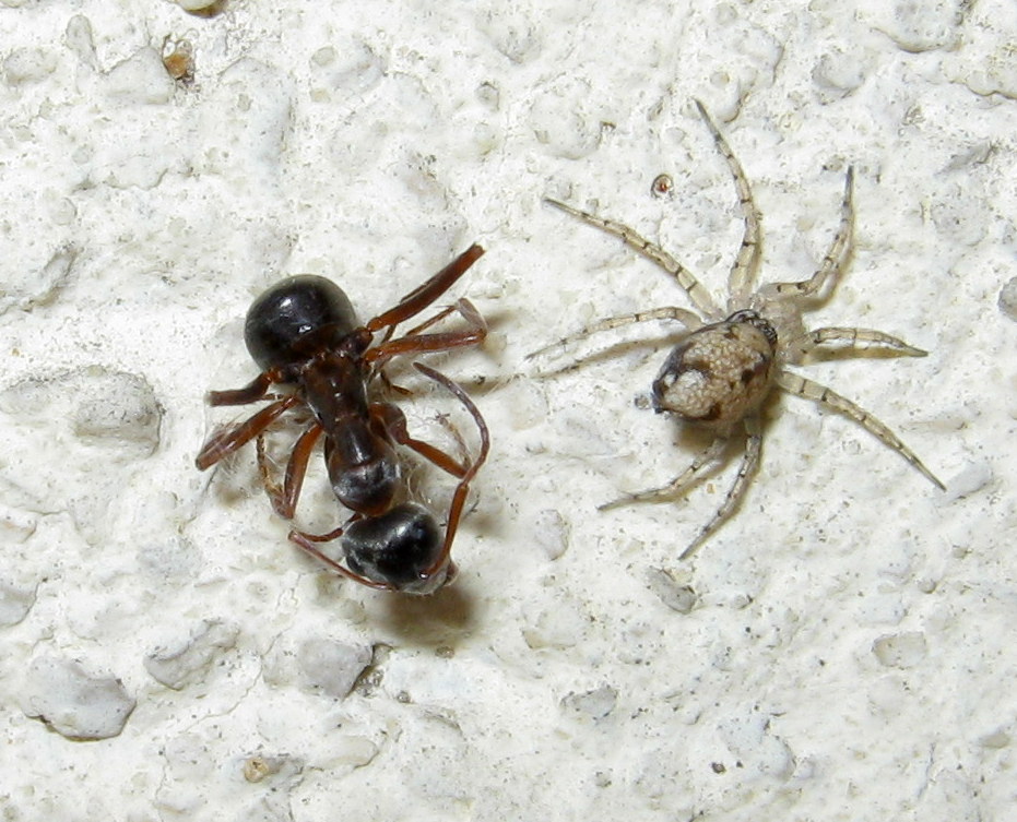 Oecobius maculatus preda formica - Treviso (TV)