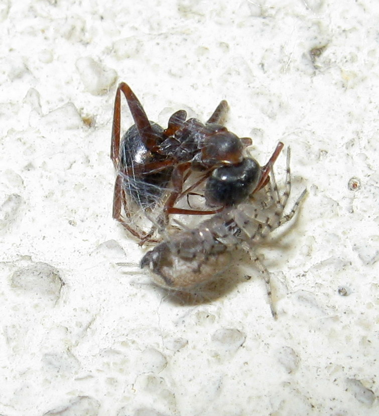 Oecobius maculatus preda formica - Treviso (TV)