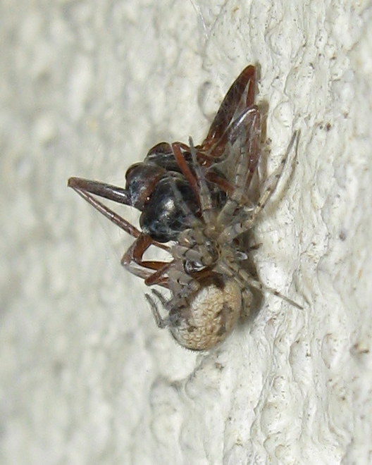 Oecobius maculatus preda formica - Treviso (TV)