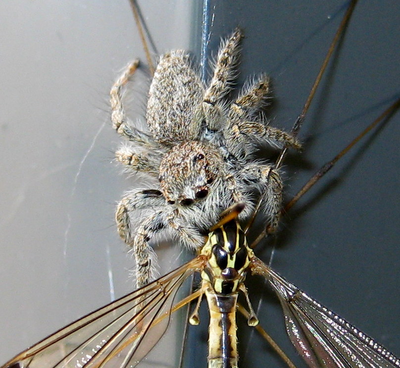 Philaeus chrysops preda Tipulidae - Treviso (TV)