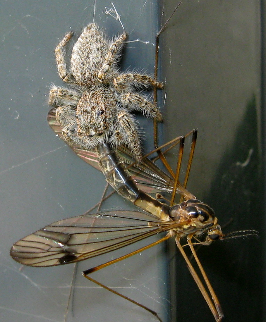 Philaeus chrysops preda Tipulidae - Treviso (TV)