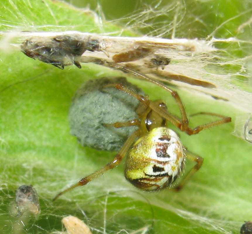 Phylloneta sp. nido con ovisacco - Treviso (TV)