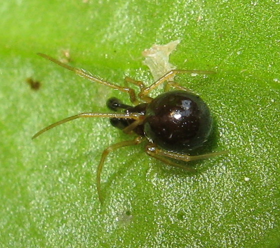 Theridiidae - Treviso (TV)