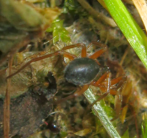 Linyphiidae - Treviso (TV)