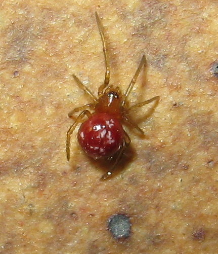 Steatoda triangulosa - Treviso (TV)