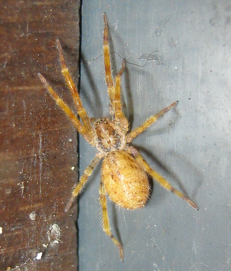 Anyphaena sp.? No. giovane Zoropsis sp. - Treviso