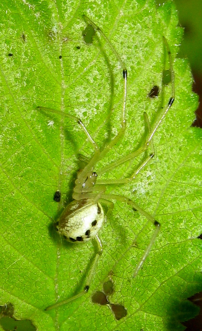 Enoplognatha sp.?