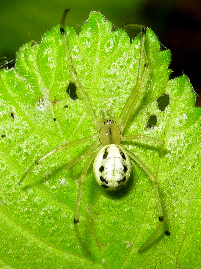 Enoplognatha sp.?