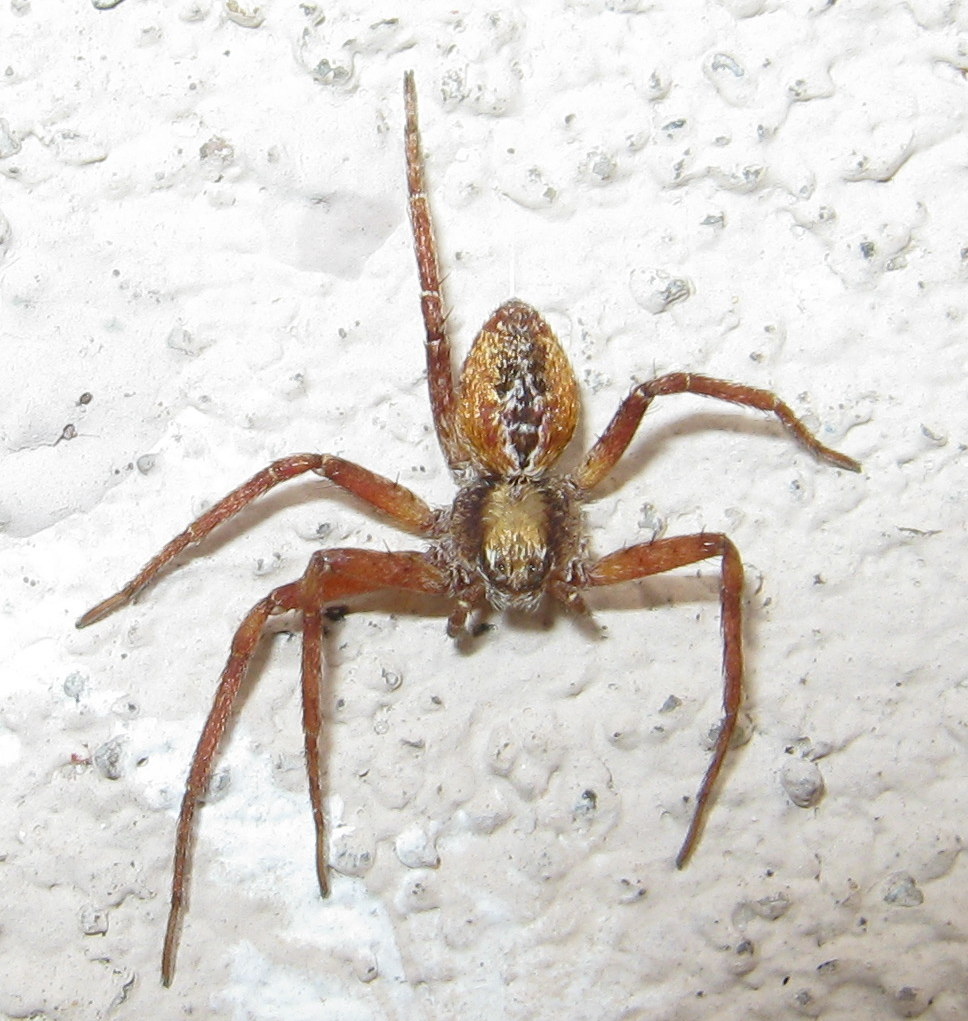 Philodromus sp. - S. Vito di Cadore (BL)