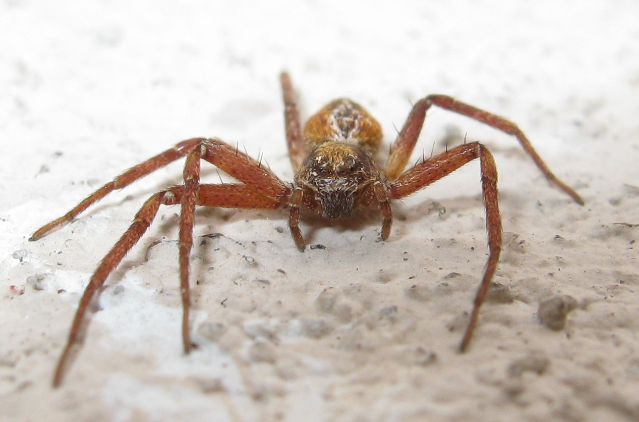 Philodromus sp. - S. Vito di Cadore (BL)