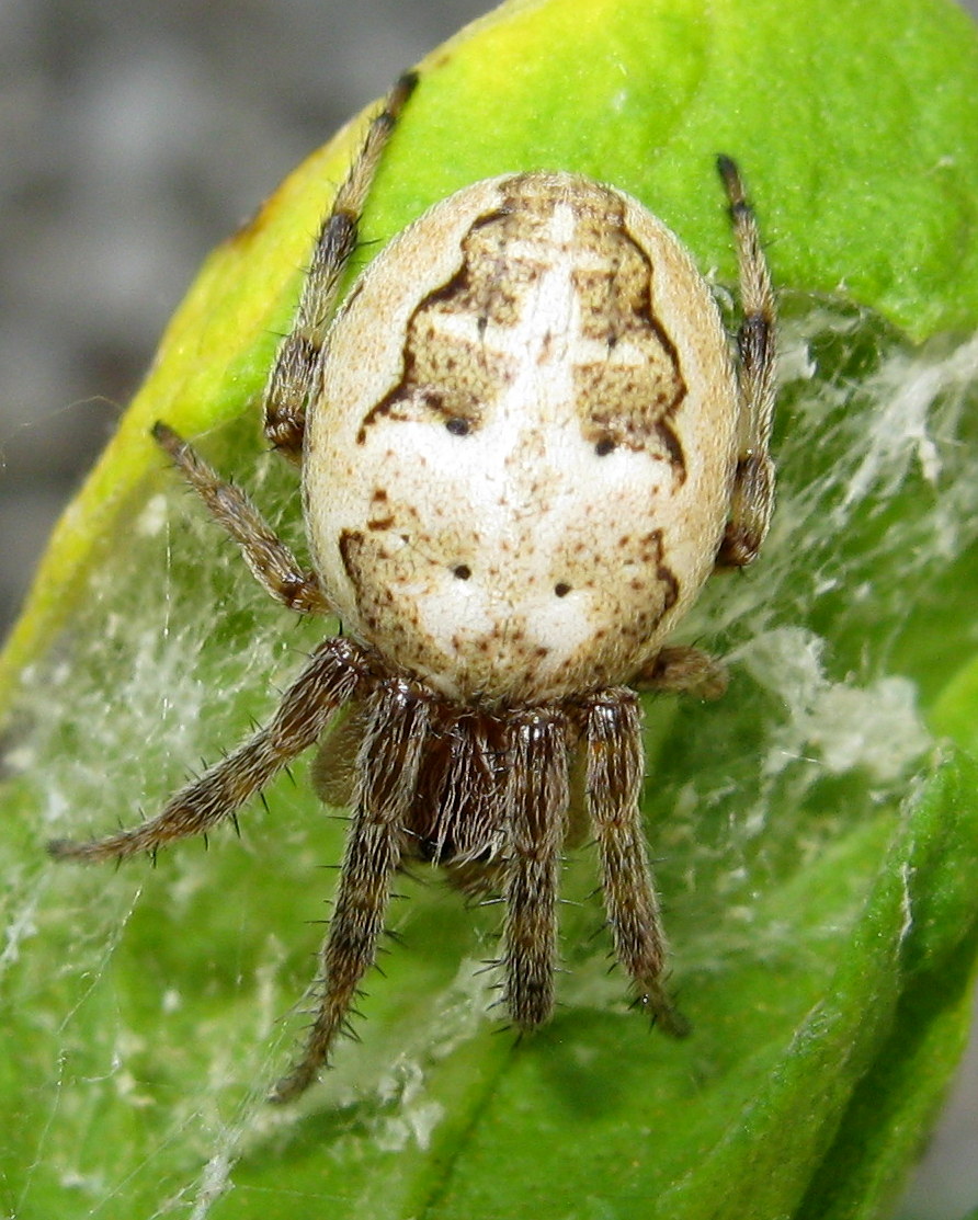 Larinioides cf. cornutus - Lughignano (TV)