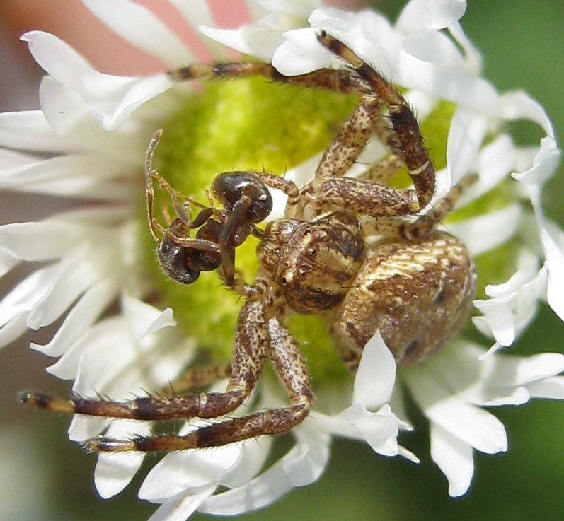 Xysticus sp. con preda - Sernaglia della Battaglia (TV)