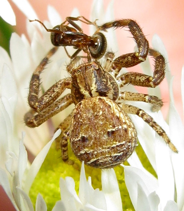 Xysticus sp. con preda - Sernaglia della Battaglia (TV)