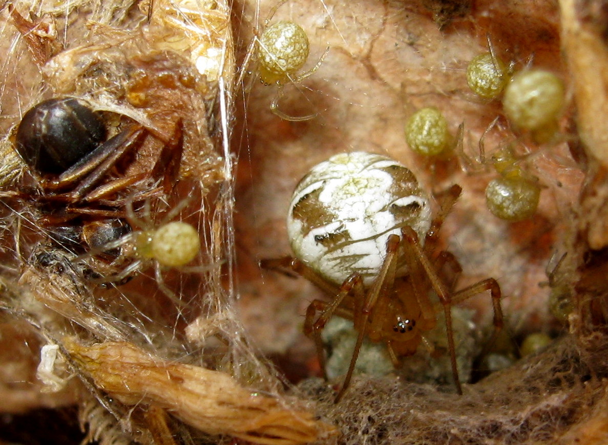 Phylloneta sp. con piccoli - Treviso (TV)