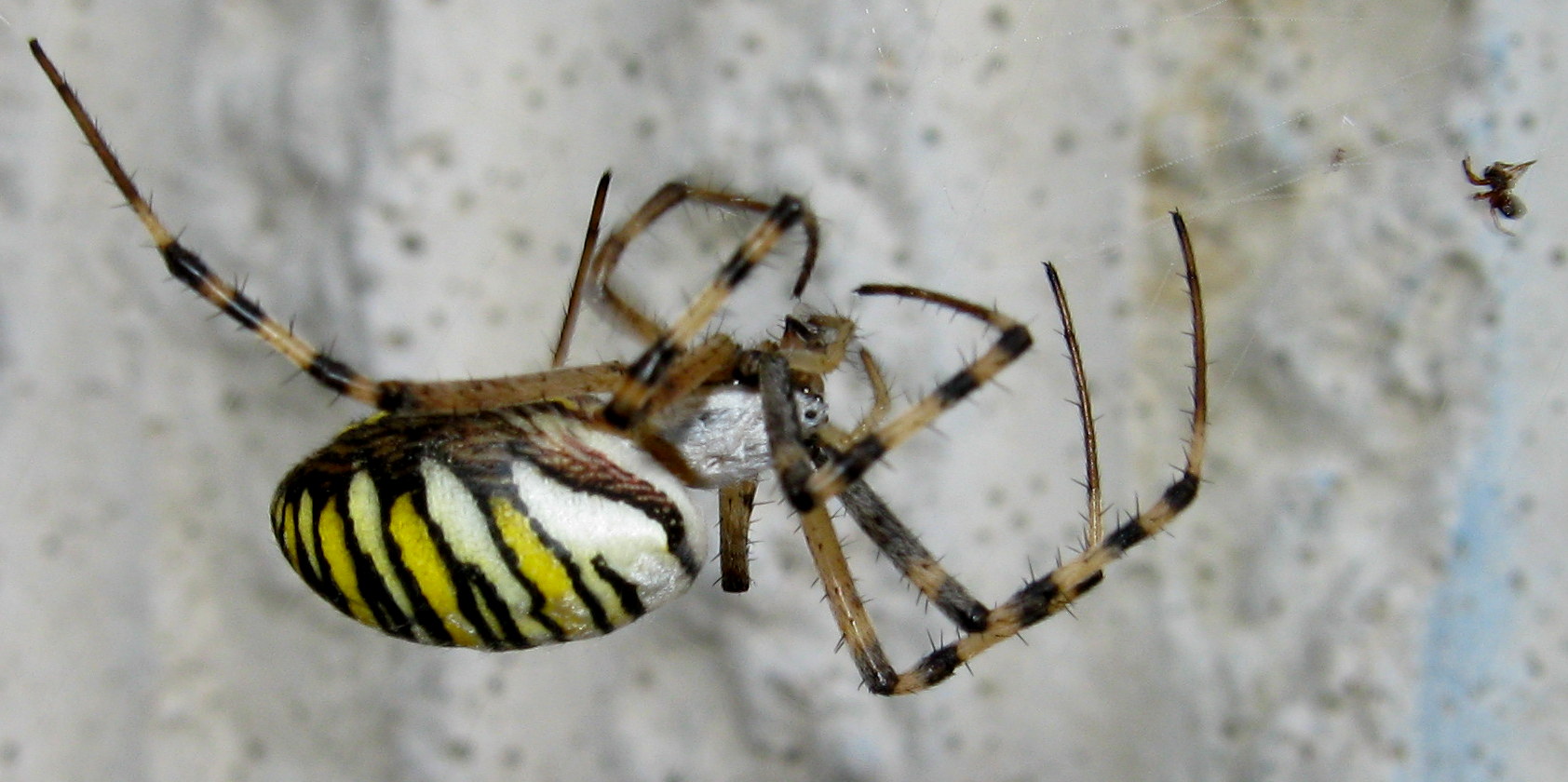 Argiope bruennichi con ovisacco - Treviso (TV)