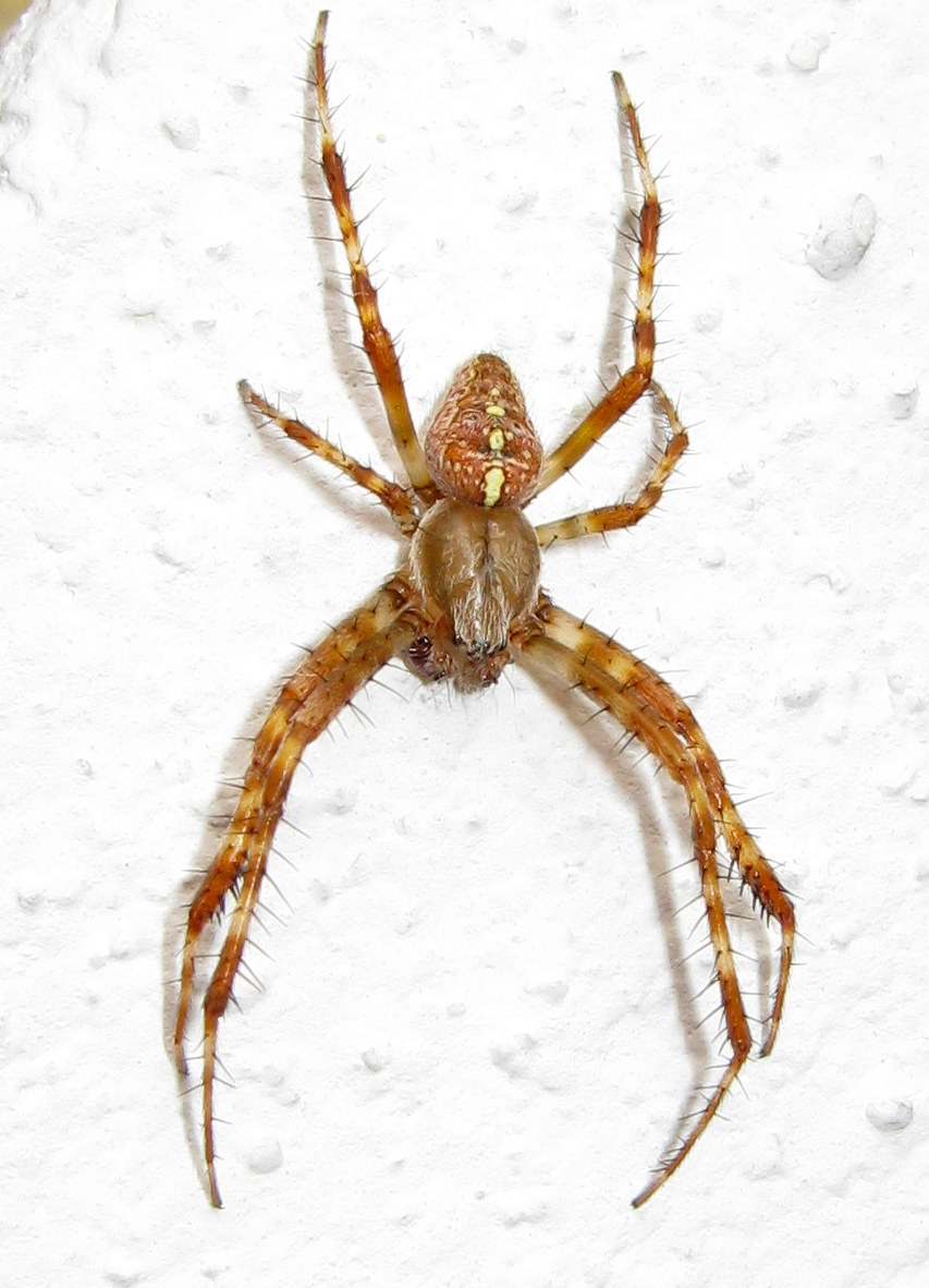 Araneus diadematus - Treviso (TV)