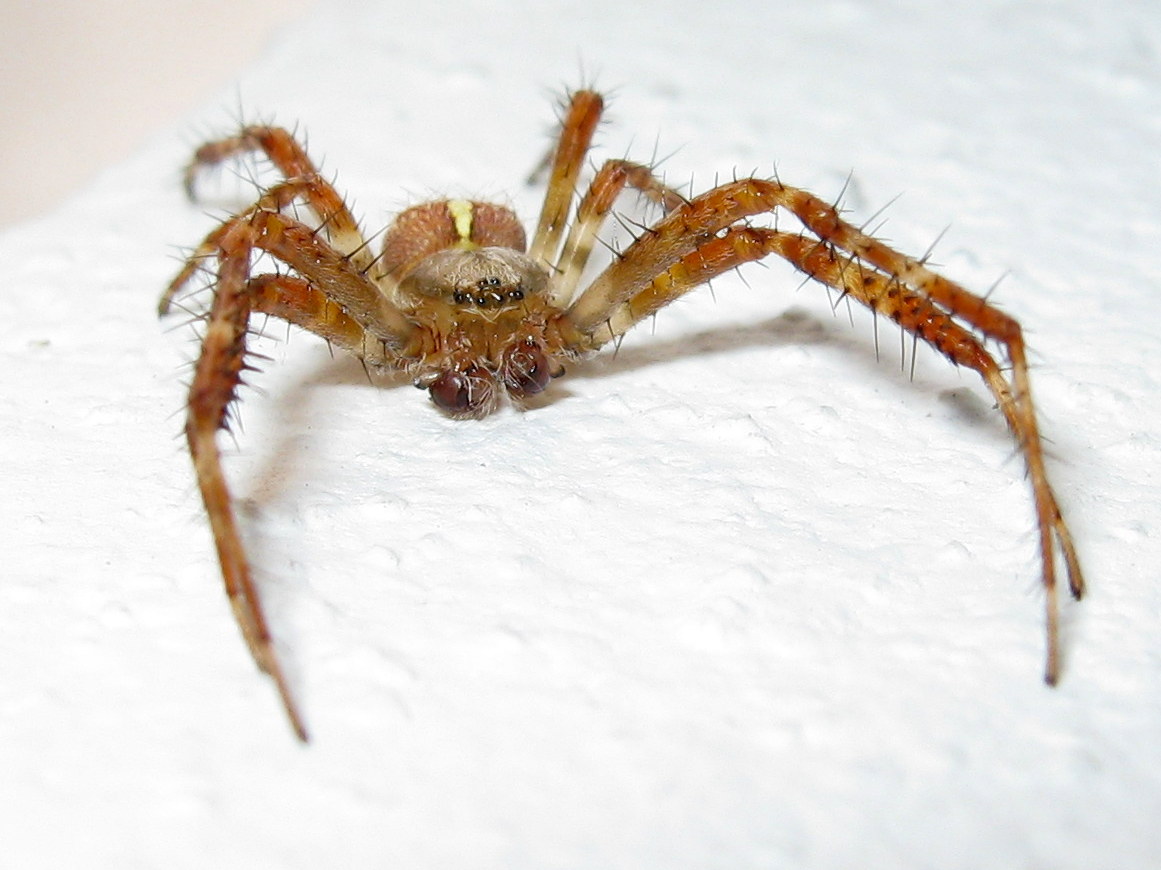 Araneus diadematus - Treviso (TV)