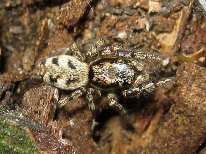 Salticus cingulatus?