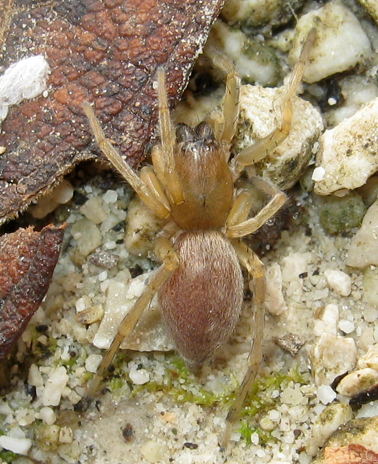 Clubiona sp.?