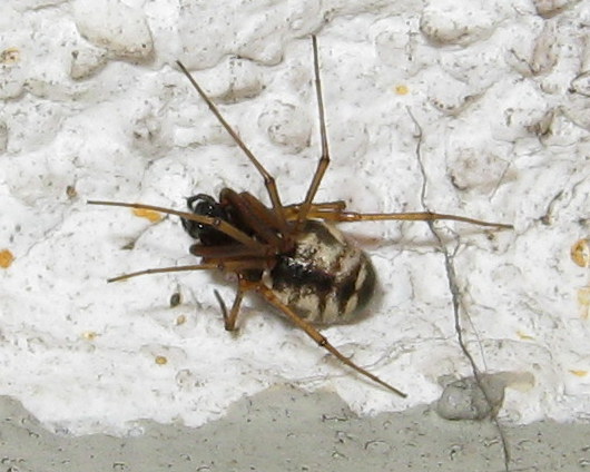 Linyphiidae - Treviso